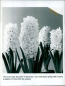 A white Hyacinth "L'Innocence" blooms in a garden. - Vintage Photograph