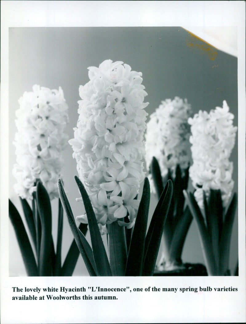 A white Hyacinth "L'Innocence" blooms in a garden. - Vintage Photograph