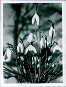 A field of snowdrops blooming in spring. - Vintage Photograph