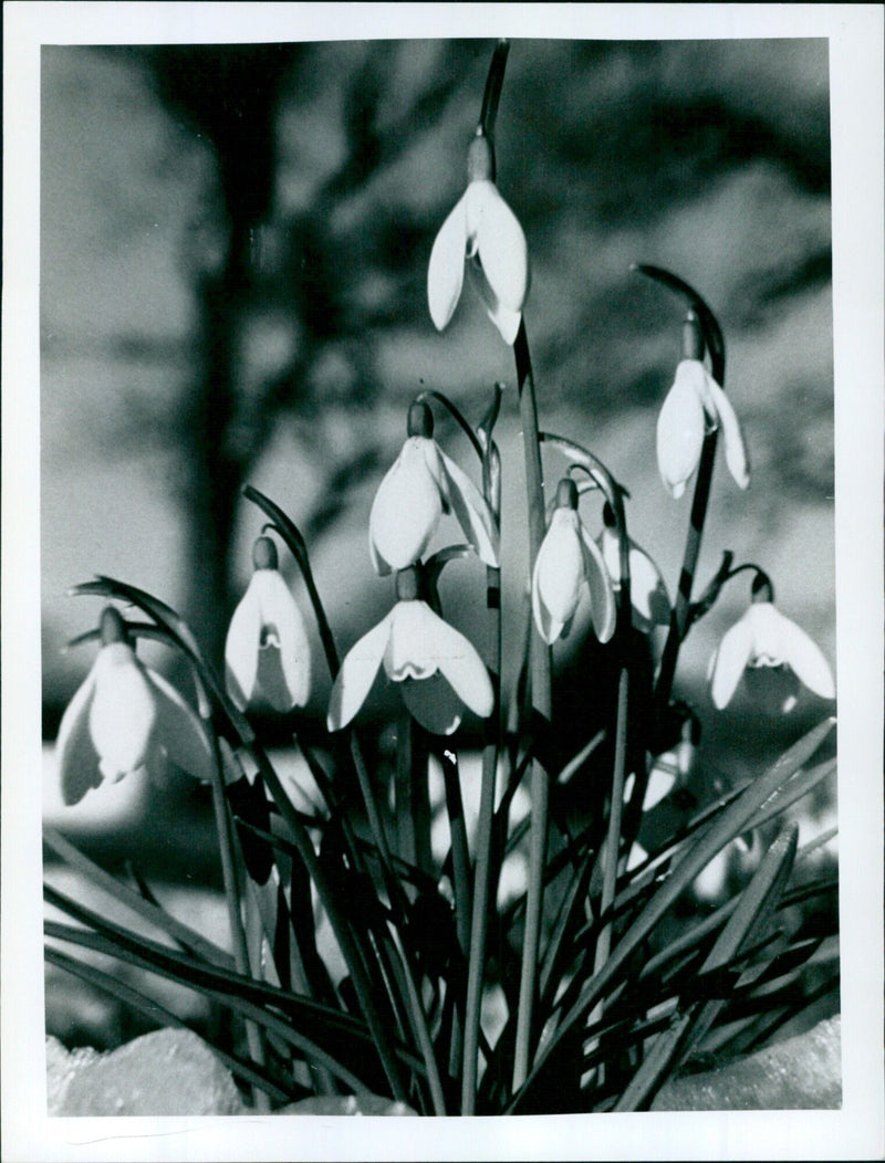 A field of snowdrops blooming in spring. - Vintage Photograph