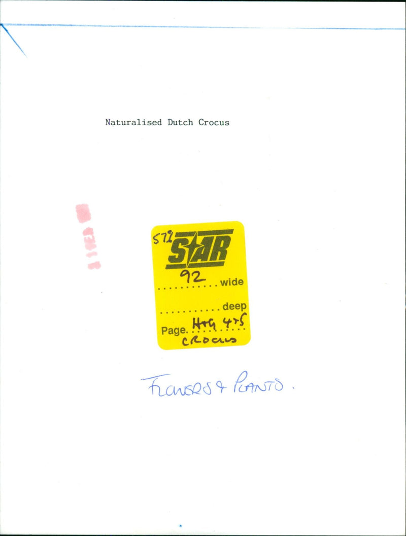 A wide shot of a field of naturalised Dutch crocuses in bloom. - Vintage Photograph