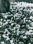 A wide shot of a field of naturalised Dutch crocuses in bloom. - Vintage Photograph