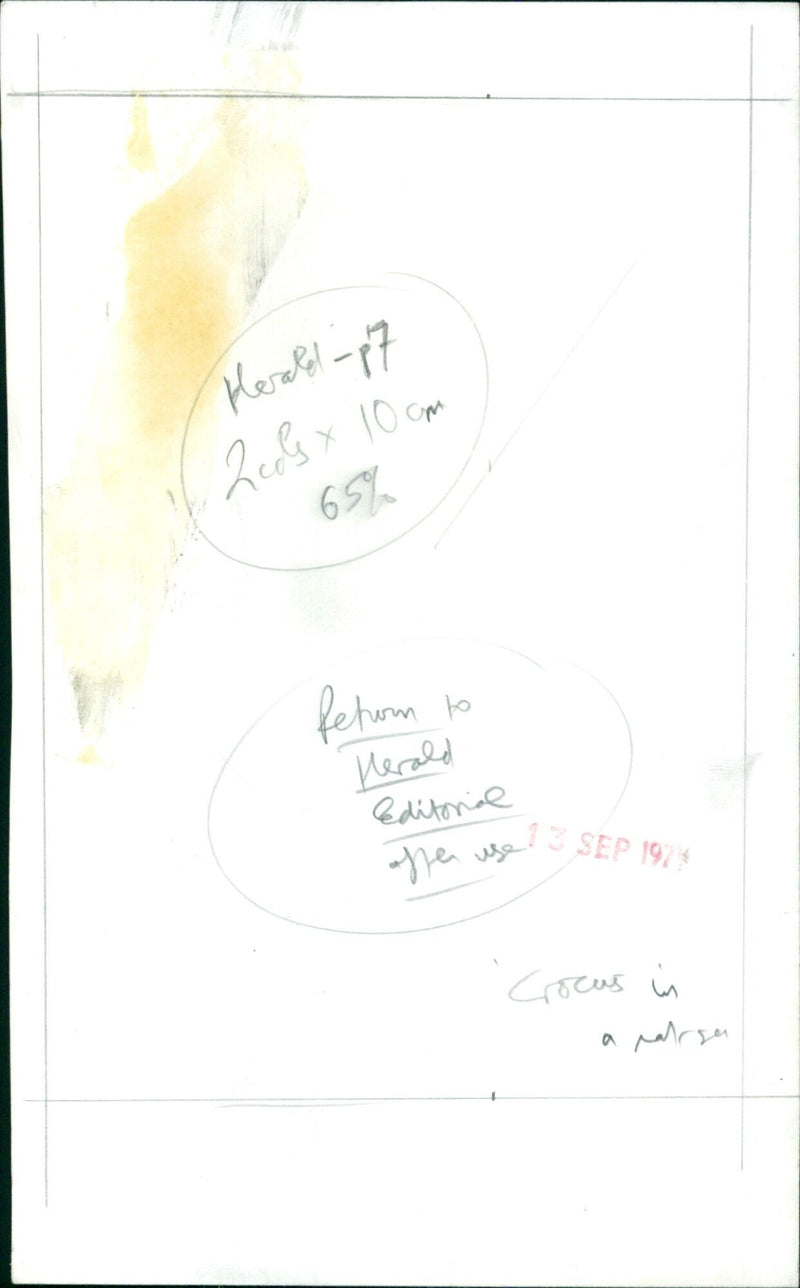 A field of purple crocus blooms in a lush landscape. - Vintage Photograph