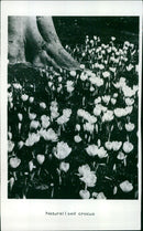 A field of purple crocus blooms in a lush landscape. - Vintage Photograph