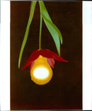 A woman holds a bouquet of freshly picked flowers on a sunny day. - Vintage Photograph