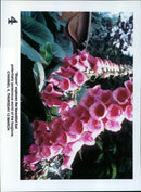 A foxglove flower blooms in a field. - Vintage Photograph