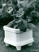 A vibrant African Violet flower in bloom. - Vintage Photograph