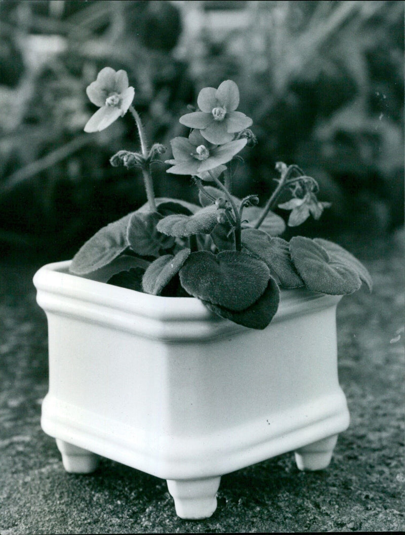 A vibrant African Violet flower in bloom. - Vintage Photograph