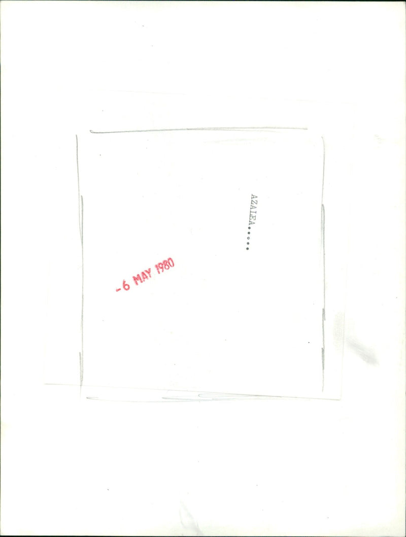 Azaleas in bloom in May. - Vintage Photograph