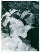 Azaleas in bloom in May. - Vintage Photograph