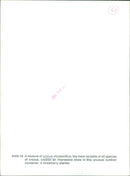 An abundance of crocus chrysanthus blooms in a strawberry planter. - Vintage Photograph