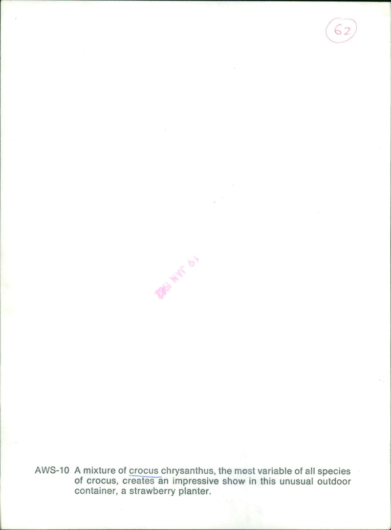 An abundance of crocus chrysanthus blooms in a strawberry planter. - Vintage Photograph