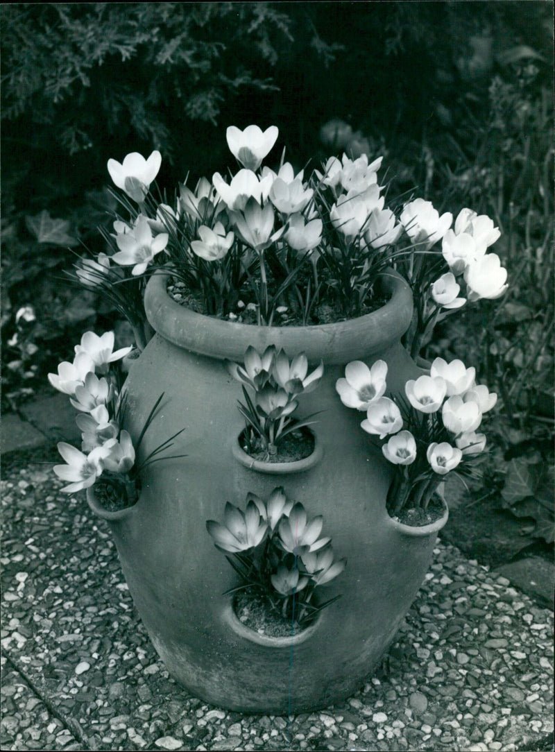 An abundance of crocus chrysanthus blooms in a strawberry planter. - Vintage Photograph