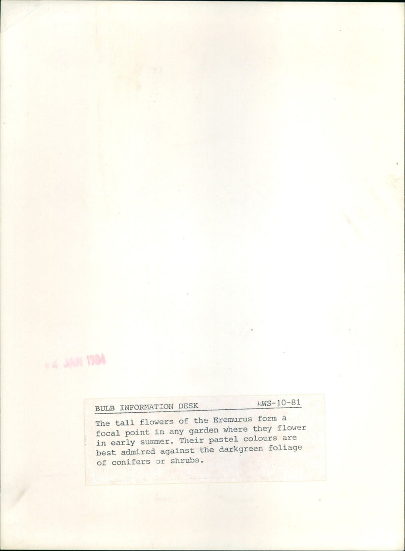 A garden of Eremurus flowers in bloom. - Vintage Photograph