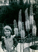 A garden of Eremurus flowers in bloom. - Vintage Photograph