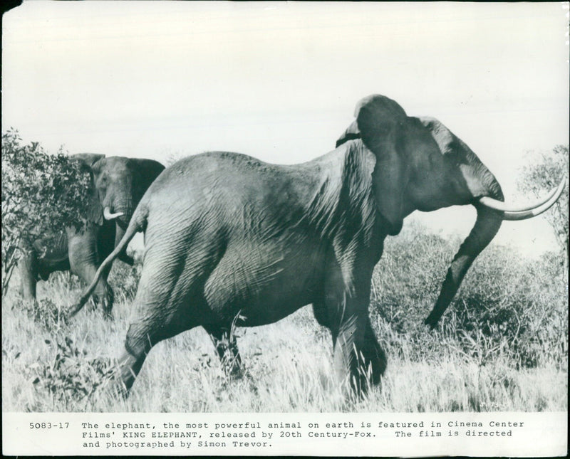 An adult elephant is featured in the new film "King Elephant" by Cinema Center Films. - Vintage Photograph