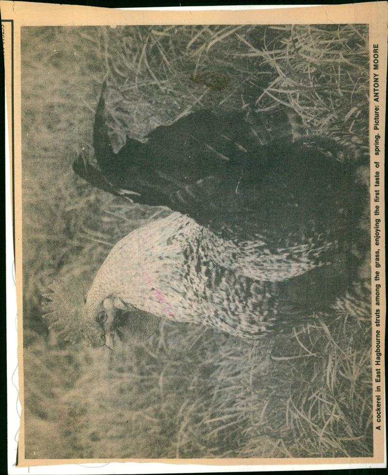 A cockerel struts through early spring grass in East Hagbourne. - Vintage Photograph