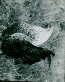 A cockerel struts through early spring grass in East Hagbourne. - Vintage Photograph