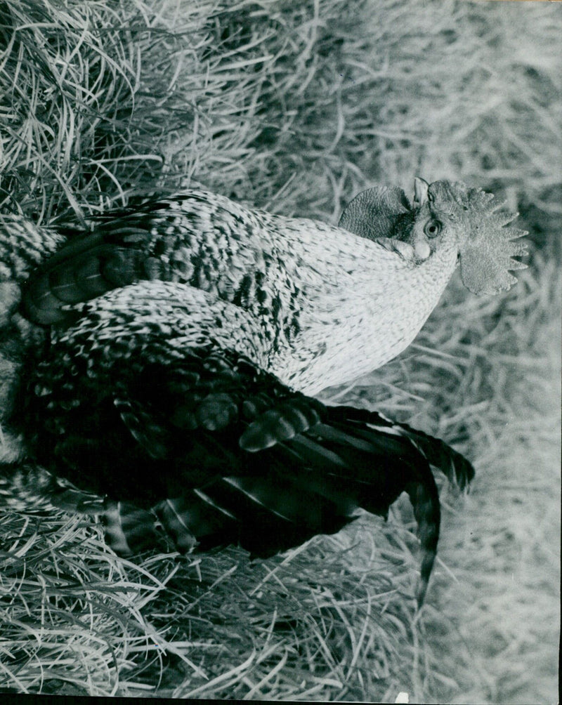 A cockerel struts through early spring grass in East Hagbourne. - Vintage Photograph