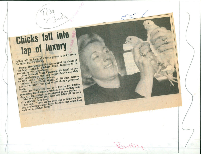 Animal lover Diane Watts takes in three battery chicks that were rescued by two schoolboys from Banbury Road in Bicester. - Vintage Photograph