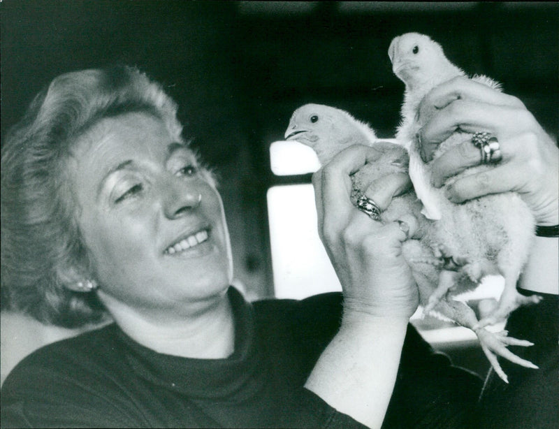 Animal lover Diane Watts takes in three battery chicks that were rescued by two schoolboys from Banbury Road in Bicester. - Vintage Photograph