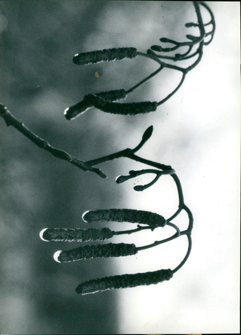 Catkins sway in the rain as the leaves fall from the trees at the end of autumn. - Vintage Photograph