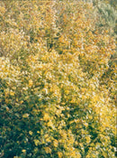 A woman in autumn leaves stands in silhouette against a sunset sky. - Vintage Photograph