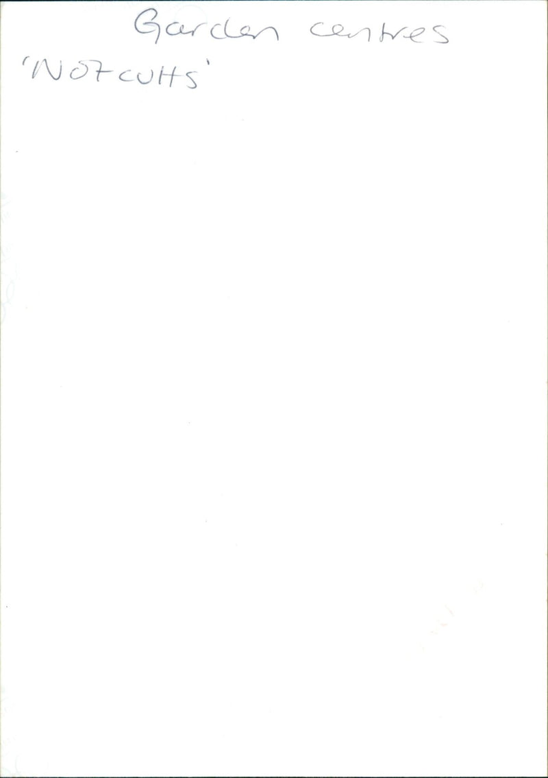 A Votcults mixed daffodil garden in full bloom. - Vintage Photograph