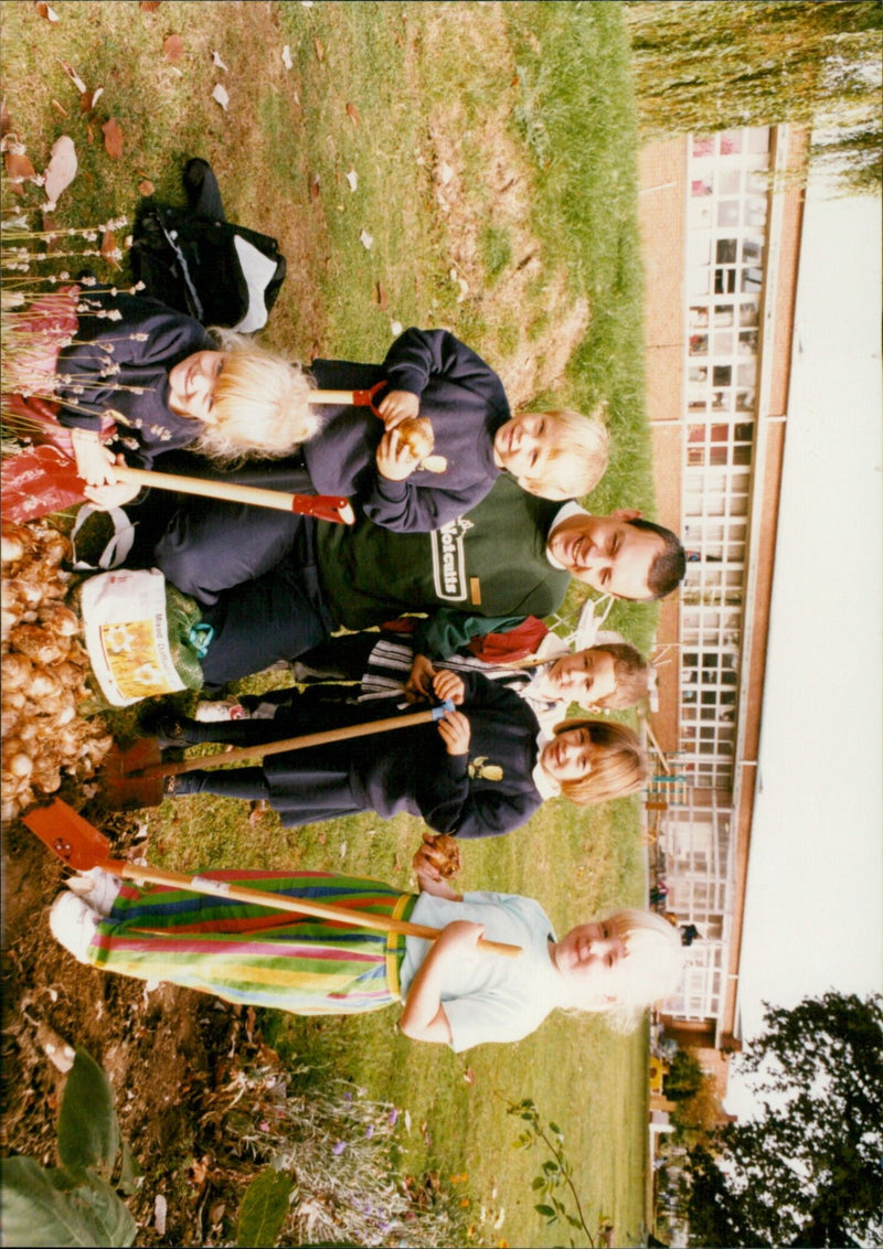 A Votcults mixed daffodil garden in full bloom. - Vintage Photograph
