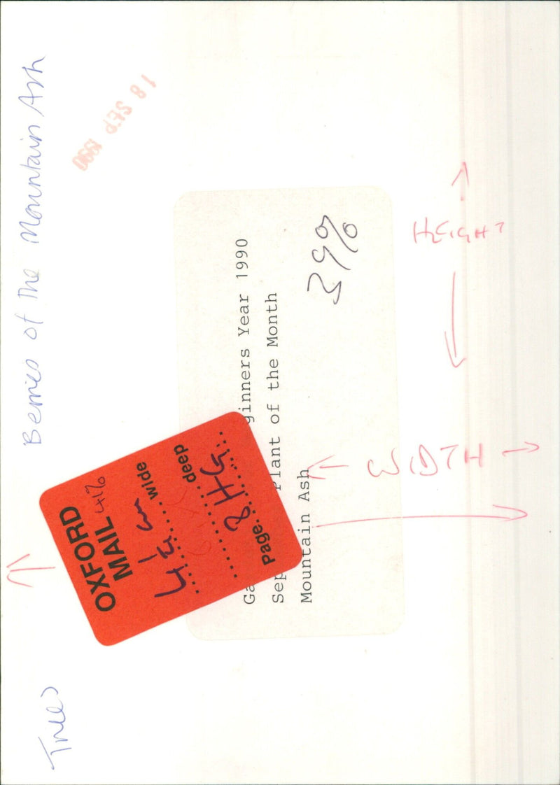 Bemes of the Mountain Ash Plant of the Month - Vintage Photograph