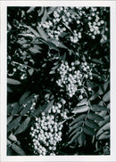 Bemes of the Mountain Ash Plant of the Month - Vintage Photograph