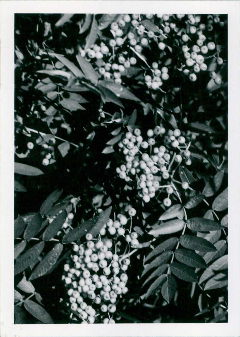 Bemes of the Mountain Ash Plant of the Month - Vintage Photograph