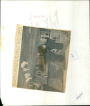 A variety of bushes, trees, and ducks create an unexpected scene at Minching Court Farm. - Vintage Photograph