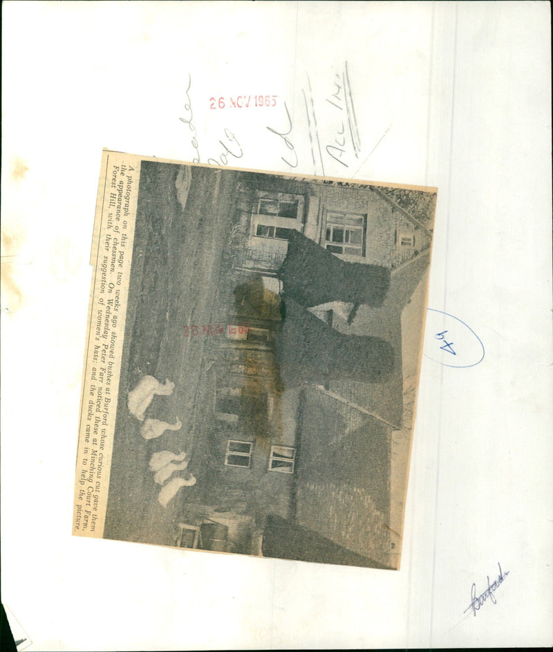 A variety of bushes, trees, and ducks create an unexpected scene at Minching Court Farm. - Vintage Photograph