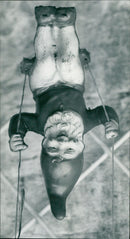 Two young raccoons peer out of a tree trunk. - Vintage Photograph