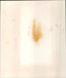 American soldiers in Vietnam during the Vietnam War. - Vintage Photograph