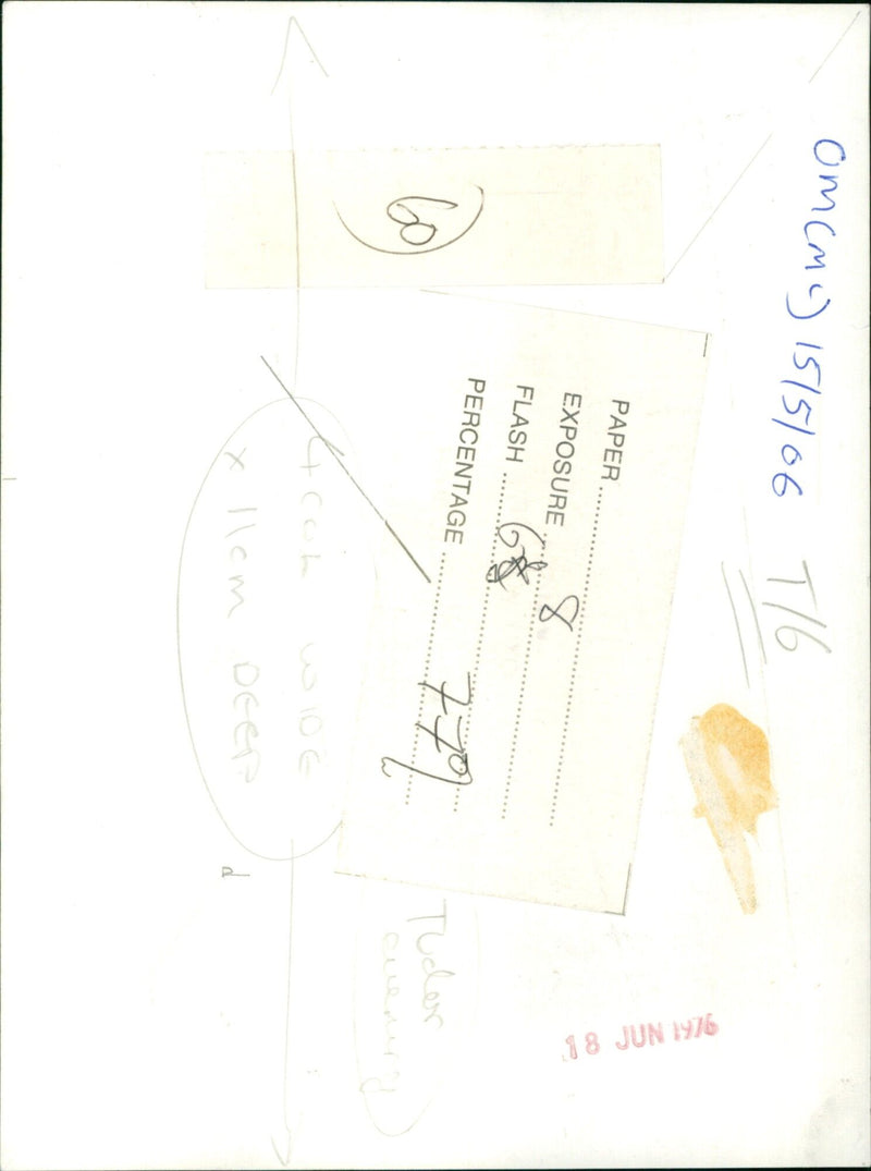 A deer stands in a meadow on a sunny day. - Vintage Photograph