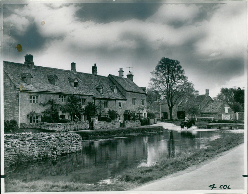 A herd of cows grazing in Lower Slaughter, Gloucestershire. - Vintage Photograph