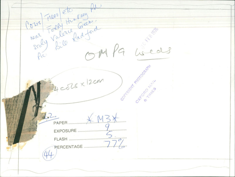 Cows grazing in a rural landscape. - Vintage Photograph