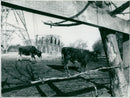 Cows grazing in a rural landscape. - Vintage Photograph