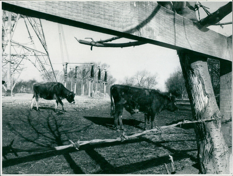 Cows grazing in a rural landscape. - Vintage Photograph