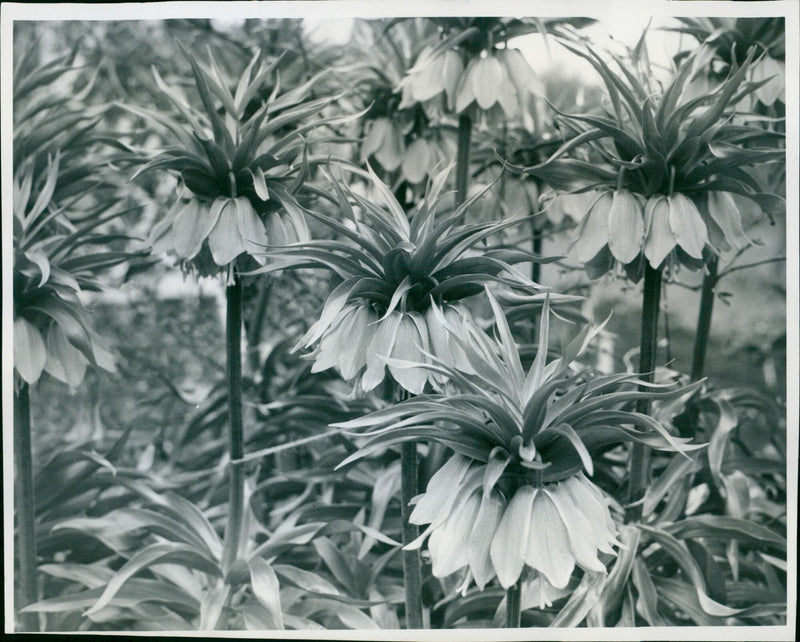 Crown imperial lilies in bloom in Hasley Court garden. - Vintage Photograph