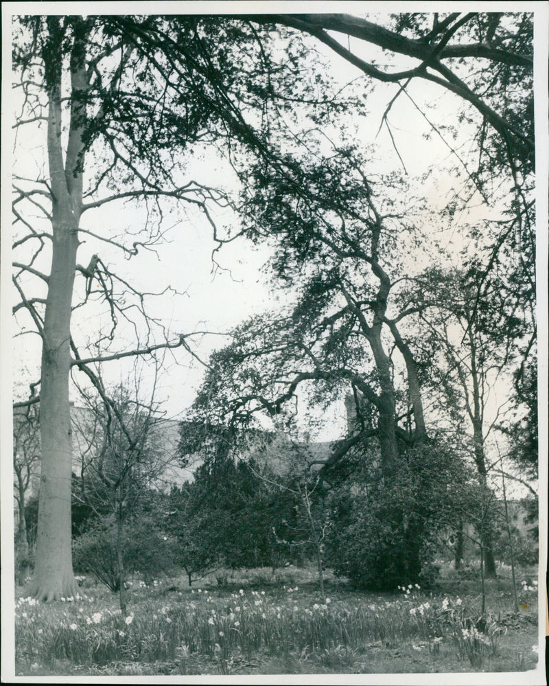 Haseley Court Woodland in Oxford, England. - Vintage Photograph