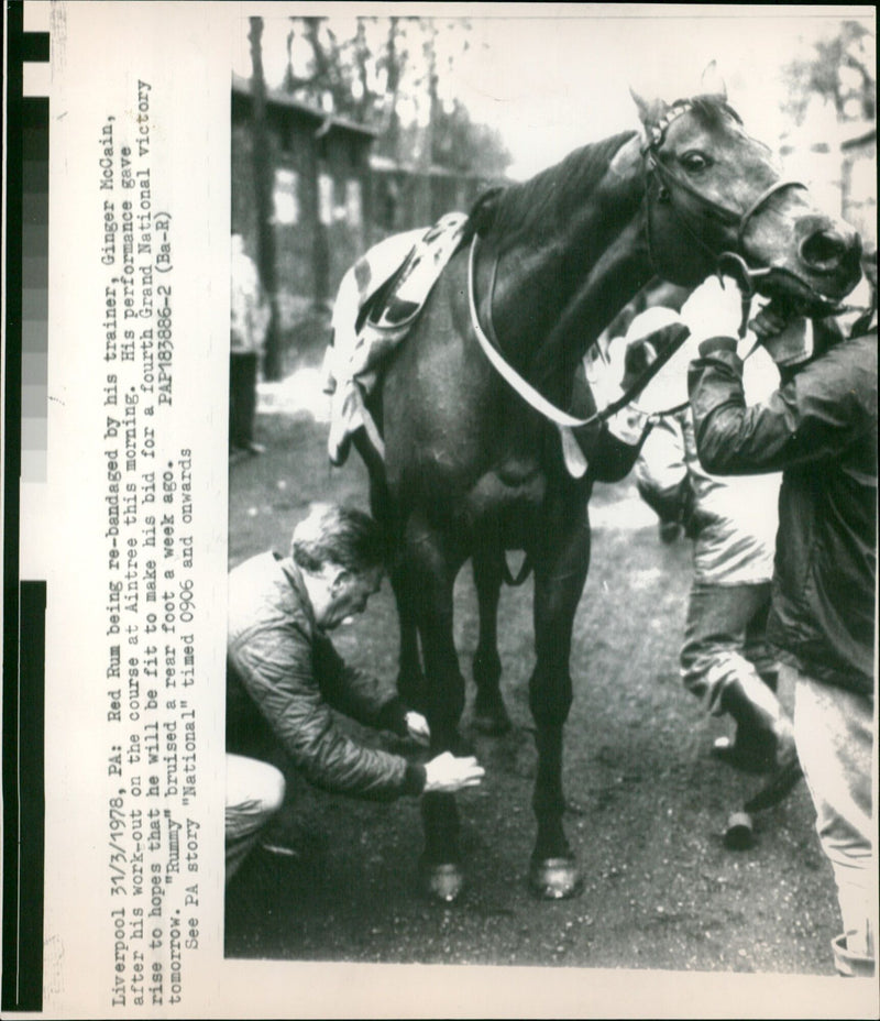 Red Rum being re-bandaged by his trainer, Ginger McCain, after his work-out on the course at Aintree. - Vintage Photograph