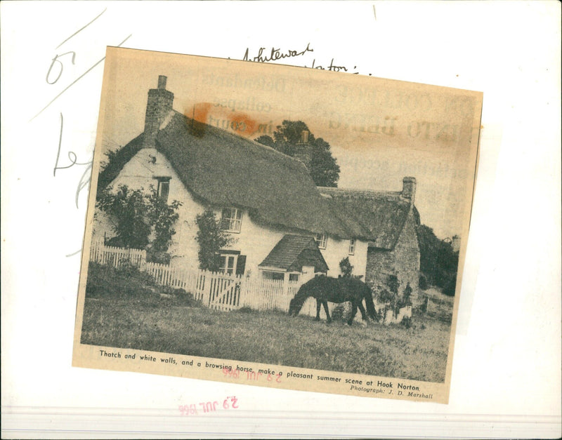A horse peacefully grazes on a sunny summer day in Hook Norton, England. - Vintage Photograph