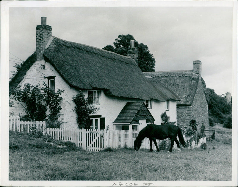 A horse peacefully grazes on a sunny summer day in Hook Norton, England. - Vintage Photograph