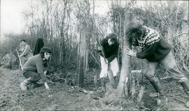 Oxford students build a rabbit-proof fence around a nature reserve in Hook Norton. - Vintage Photograph