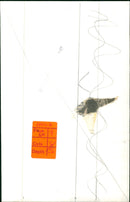 Mount Everest Expedition - Vintage Photograph