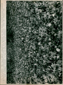 A large crowd of fans waits in Hyde Park ahead of a Rolling Stones concert. - Vintage Photograph