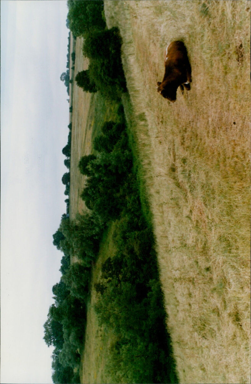 A cow wanders through the Wigwell's Wildlife Nature Reserve in Charlbury, England. - Vintage Photograph